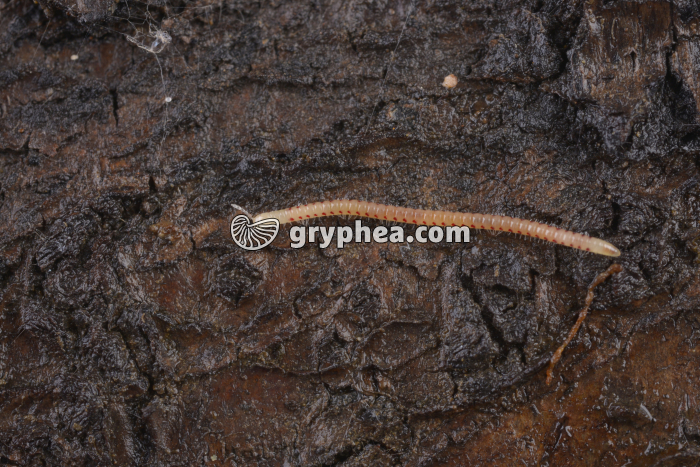 Jeune iule - gryphea.org